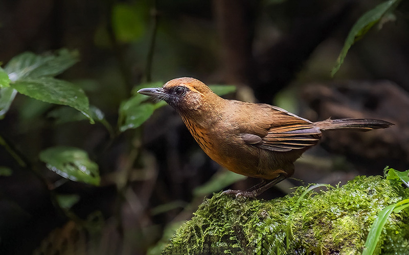 Orange-breasted Laughingthrush (Garrulax annamensis) at Da Lat Plateau, Southern Vietnam. Photo by: Bui Duc Tien - Vietnam Birdwatching Tours - Vietbirdtours.com